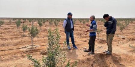 «بحوث الصحراء» يطمئن على سلامة المحاصيل بعد العاصفة الترابية وسط وشمال سيناء - موقع الآن نيوز