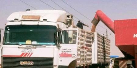 التموين : توريد 47 ألف طن قمح محلي في بني سويف منذ بداية موسم 2025 ـ موقع الآن نيوز