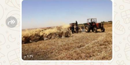 توريد 104 ألاف و310 أطنان داخل الصوامع والشون والبناكر بأسوان ـ موقع الآن نيوز