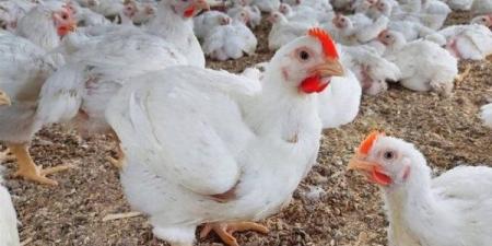 استقرار أسعار الدواجن والبيض بأسواق الوادي الجديد اليوم الأثنين ـ موقع الآن نيوز