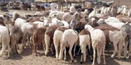 سعر كيلو الخرفان قائم اليوم.. أسعار الأضاحي الأربعاء 7 مايو 2025 - موقع الآن نيوز