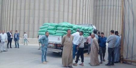 الجيزة تستقبل 66 ألف طن قمح بالشون والصوامع منذ بداية الحصاد - موقع الآن نيوز