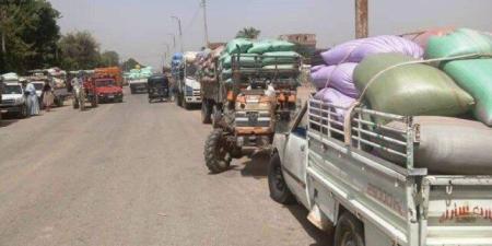 الذهب الأصفر يملأ الصوامع.. توريد 299 ألف طن من القمح ضمن موسم توريد 2025 - موقع الآن نيوز