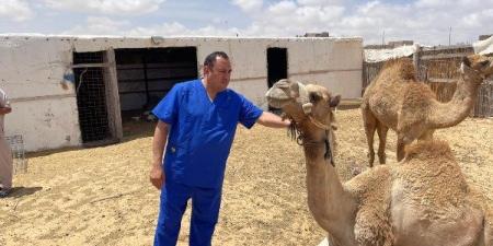 بحوث الصحراء يطلق قافلة بيطرية لتحسين صحة الثروة الحيوانية بالشيخ زويد ورفح ـ موقع الآن نيوز