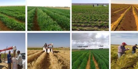أكاديمية البحث العلمي تطلق المرحلة الثانية من المزرعة البحثية النموذجية بالمغرة ـ موقع الآن نيوز