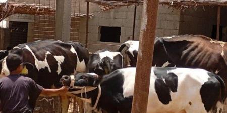 «بحوث الصحراء» يطلق قافلة بيطرية لتحسين صحة الثروة الحيوانية - موقع الآن نيوز