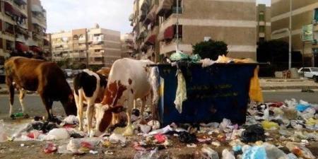 للحد من انتشارها.. غرامة مالية ومصادرة المواشي المنتشرة في شوارع أحياء بورسعيد ـ موقع الآن نيوز