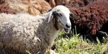 حتى لا يفوت الثواب.. آخر موعد يجوز فيه نحر الأضحية وطريقة توزيعها ـ موقع الآن نيوز