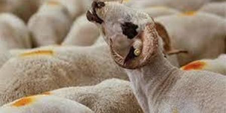 هل تجزء الأضحية بكبش واحد عن الرجل وأهل بيته؟.. الإفتاء تجيب ـ موقع الآن نيوز