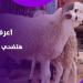 وقتها وطرق توزيعها.. شروط الأضحية وإجراءات يجب اتباعها عند الذبـ.ح ـ موقع الآن نيوز