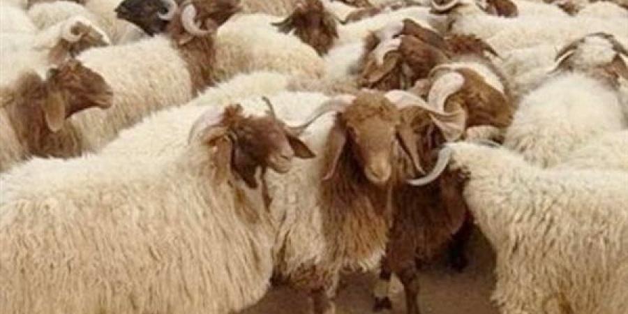 عيد الأضحى 2025.. كيف يتم تقسيم الأضحية ومن هي الفئات المستحقة شرعًا؟ - موقع الآن نيوز