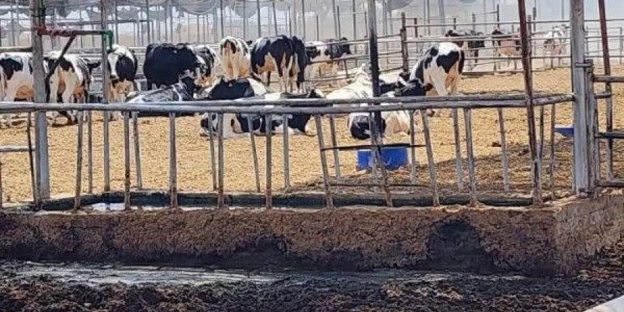 إنقاذ 2000 رأس ماشية من حريق بإحدى المزارع بمركز ومدينة أبوصوير ـ موقع الآن نيوز