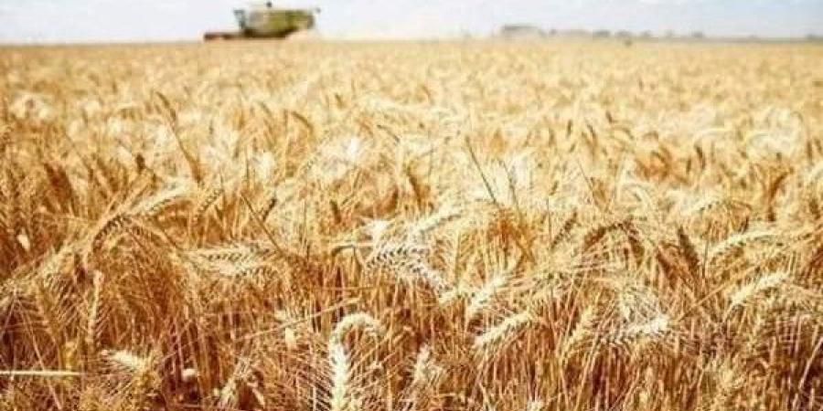لتشجيع الفلاحين.. انطلاق موسم توريد القمح المحلي بسعر 2200 جنيه للطن ـ موقع الآن نيوز