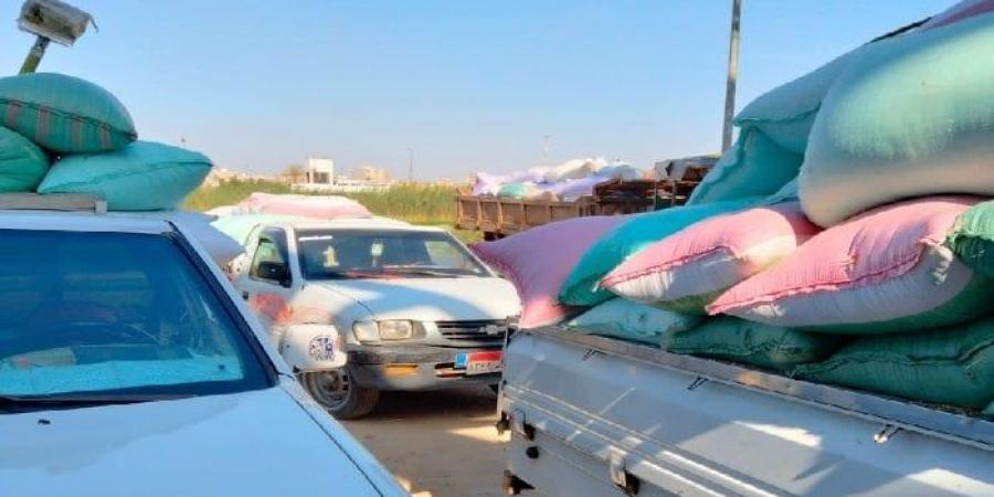 حصاد الخير.. توريد 46ألف طن قمح لشون وصوامع البحيرة - موقع الآن نيوز