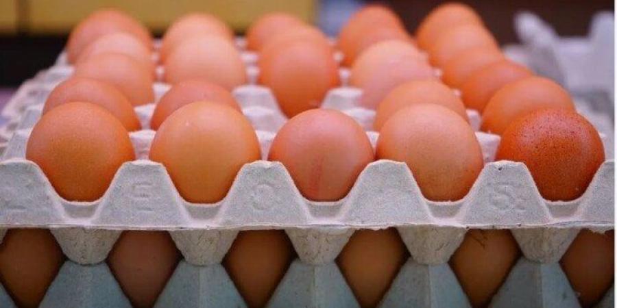 سعر كرتونة البيض اليوم الثلاثاء 6 مايو 2025.. الأحمر بـ 115 جنيهًا - موقع الآن نيوز