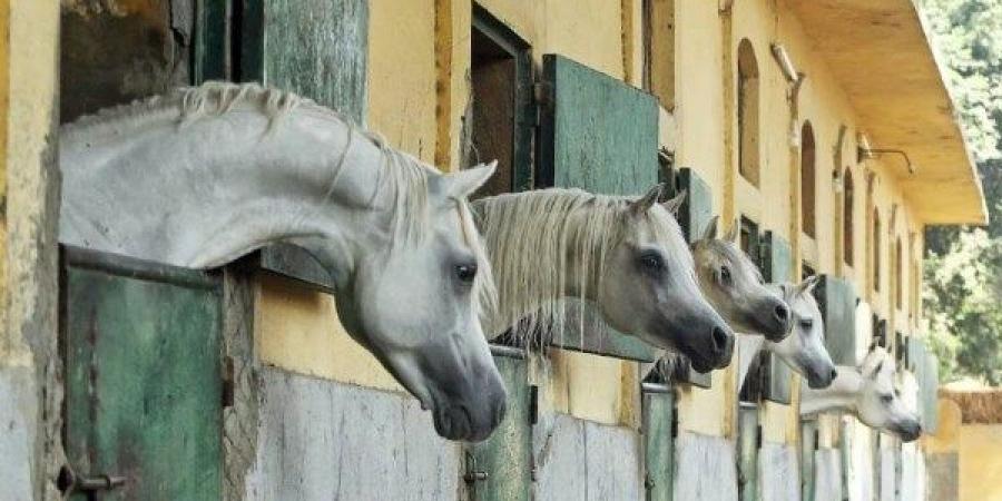 مركز عالمي لتربية الخيول.. وزير الزراعة يعلن إعادة تطوير محطة الزهراء ـ موقع الآن نيوز