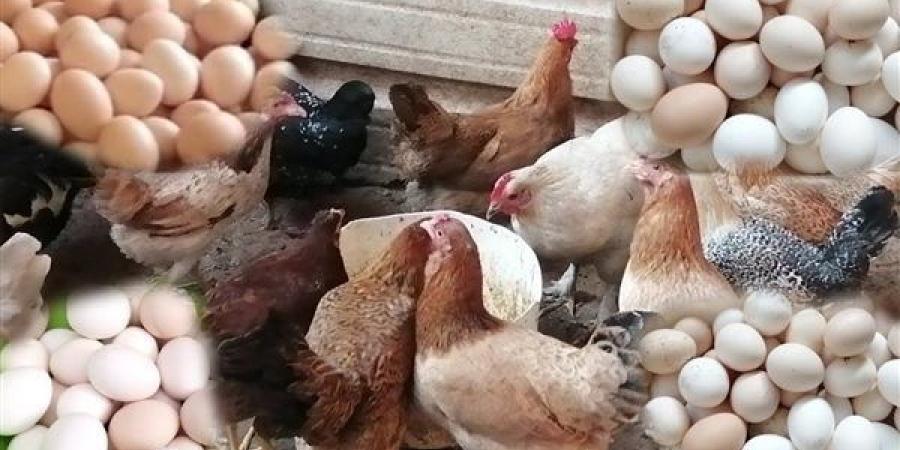 تحرك أسعار الدواجن والبانيه اليوم الثلاثاء.. اعرف الكيلو وصل كام؟ ـ موقع الآن نيوز