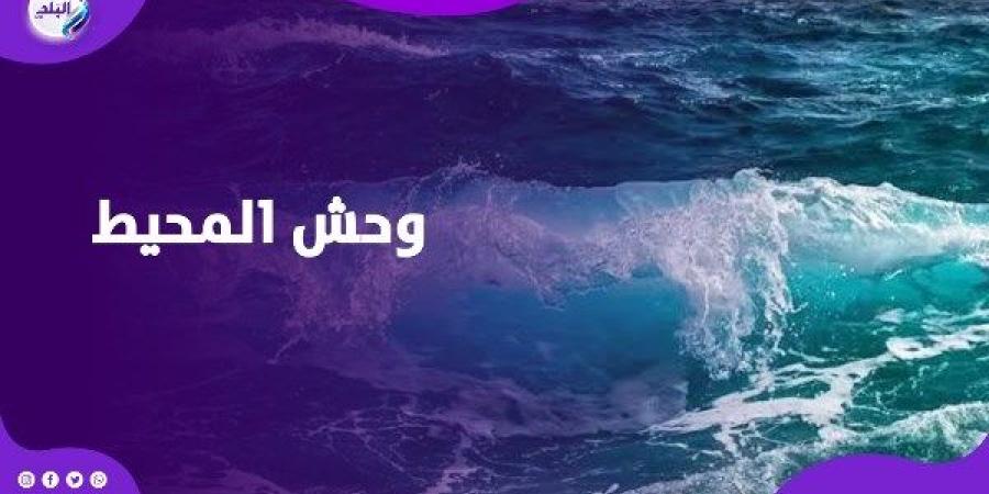 عودة وحش أعماق المحيط الهادئ.. ماذا ينتظر البشر؟ ـ موقع الآن نيوز