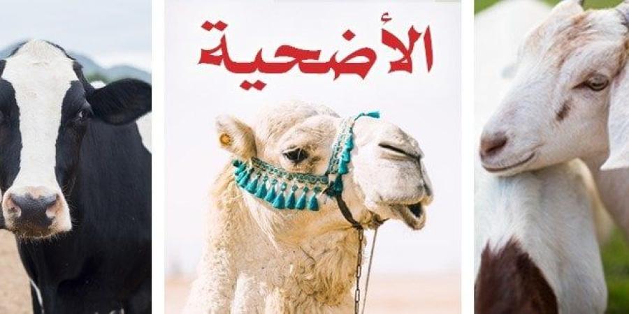 سعر كيلو الخرفان قائم 2025.. شروط شراء الأضحية - موقع الآن نيوز