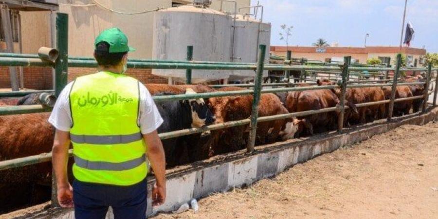 الأورمان تُجري استعدادات مكثفة لاستقبال عيد الأضحى المبارك ببني سويف - موقع الآن نيوز