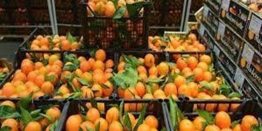 تجاوزت المليار دولار خلال العام الماضي.. الموالح تتربع على عرش الصادرات الزراعية ـ موقع الآن نيوز
