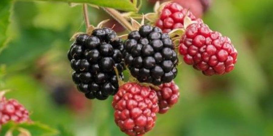 ماذا يحدث لجسمك عند تناول التوت؟ ـ موقع الآن نيوز