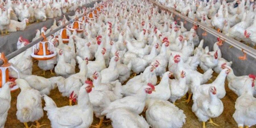 أسعار الدواجن والبيض اليوم الأحد 18 مايو 2025 - موقع الآن نيوز