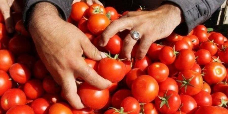 البصل بكام؟.. أسعار الخضروات في سوق العبور اليوم الأحد 18 مايو 2025 - موقع الآن نيوز