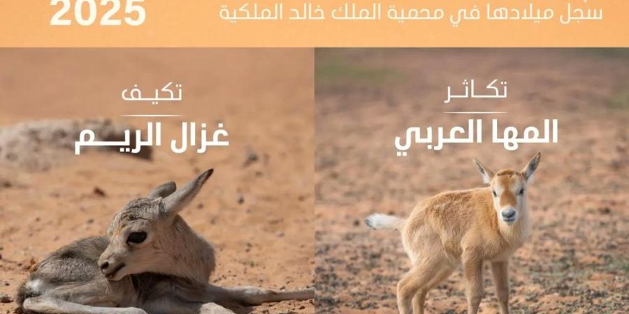 تسجيل ولادة 74 حيوانًا بريًا في محمية الملك خالد الملكية - موقع الآن نيوز