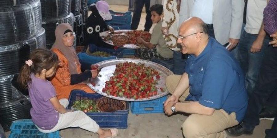 محافظ القليوبية يتفقد حصاد الفراولة بمزارع طوخ .. صور ـ موقع الآن نيوز