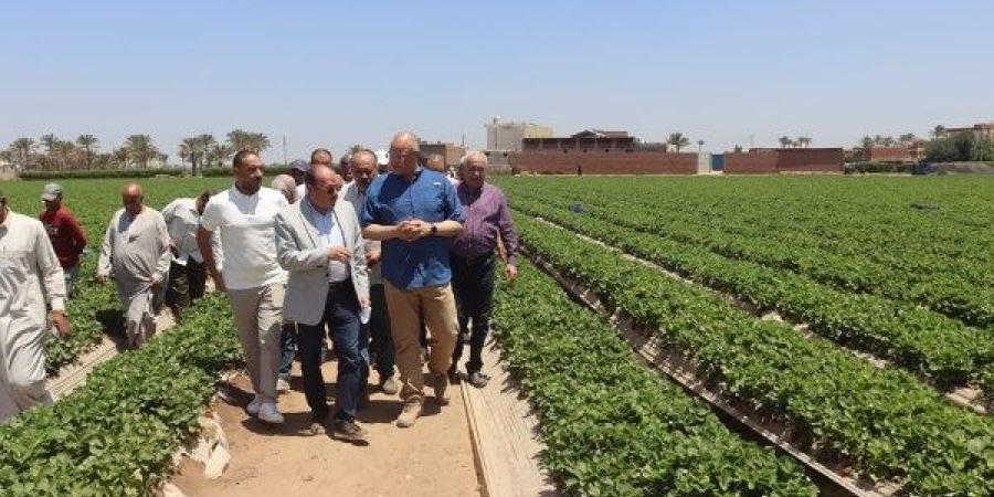 زراعة القليوبية: 6925 فدان فراولة تُصدِّر للعالم.. ونطبق أحدث التقنيات النظيفة ـ موقع الآن نيوز