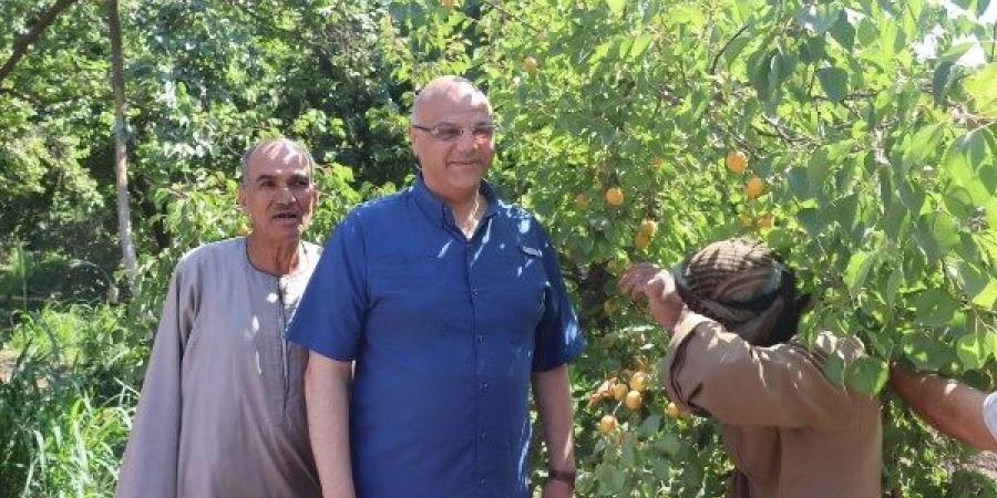 الثمرة الذهبية تتلألأ في العمار.. محافظ القليوبية يتفقد مزارع المشمش بطوخ ـ موقع الآن نيوز