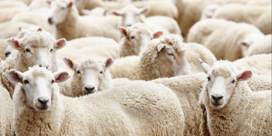 لـ عيد الأضحى .. تعرف على شروط صحة الأضحية والعيوب المانعة قبولها ـ موقع الآن نيوز